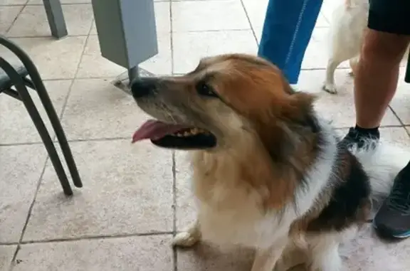 Animaux trouvés , photo: Chien perdu à Hostun retrouvé