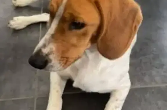 Chiot beagle croisé trouvé - photo