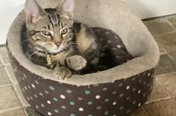 Lost Tabby Cat in Swalwell - May Be Hurt!