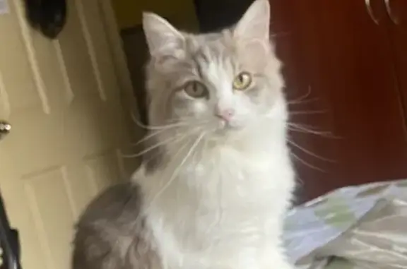 Lost Mainecoon Mix: Grey & White - Bedok North