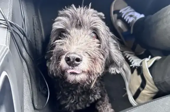 Choupette, caniche perdu retrouvé - photo