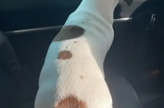 Chien perdu à Louviers retrouvé - photo
