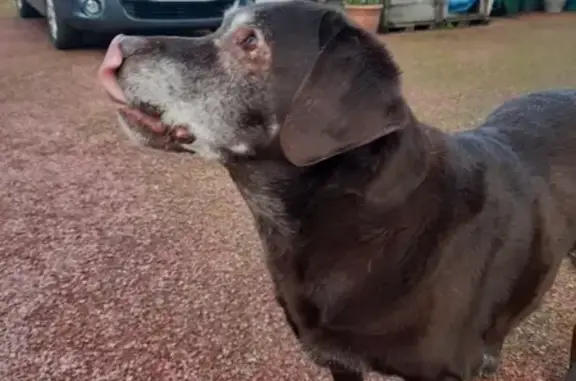 Animaux trouvés Le Croisic, photo: Labrador marron perdu au Croisic