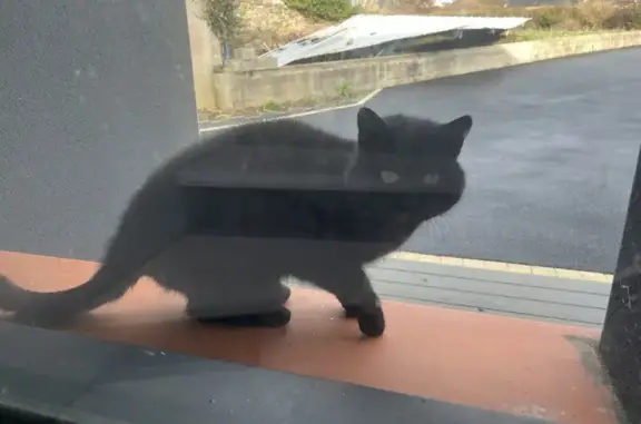 Chat perdu à Telgruc C60 trouvé - photo