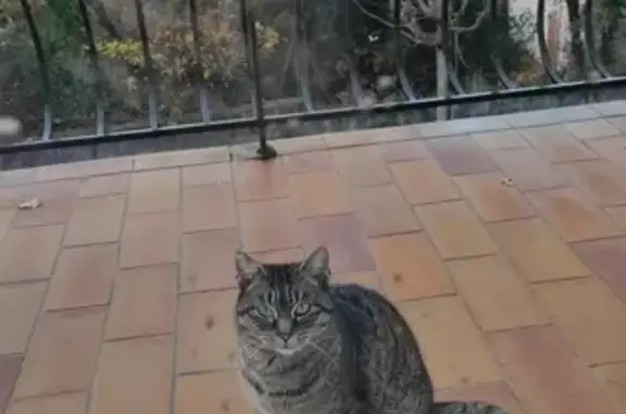 Chat tigré perdu retrouvé Mondragon - photo