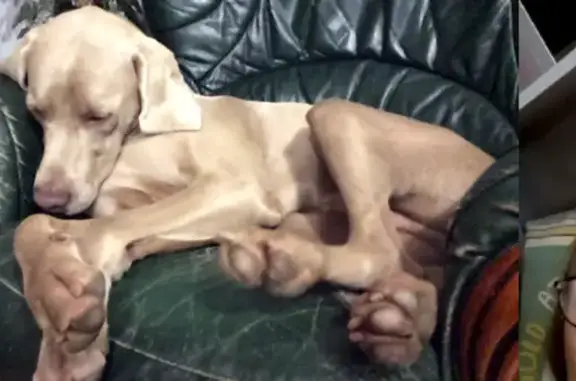 Chien perdu , photo : Braque gris épileptique disparu