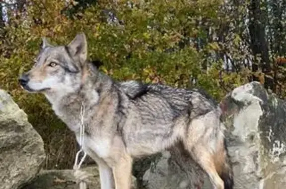 Animaux perdus , photo: Chien loup perdu à Oz 3300