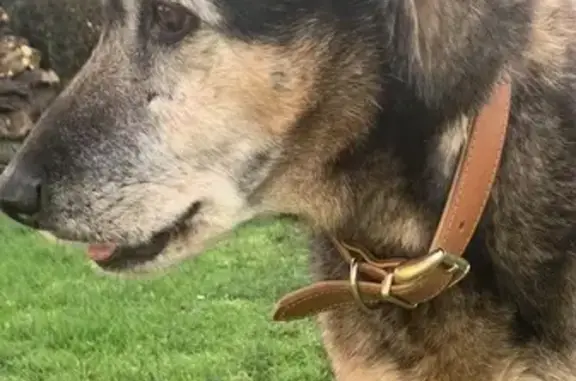 Chien joyeux retrouvé à Puiselet - photo
