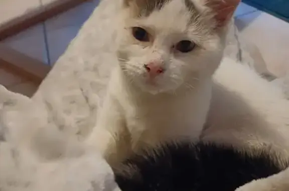 Chaton blanc tacheté trouvé - photo