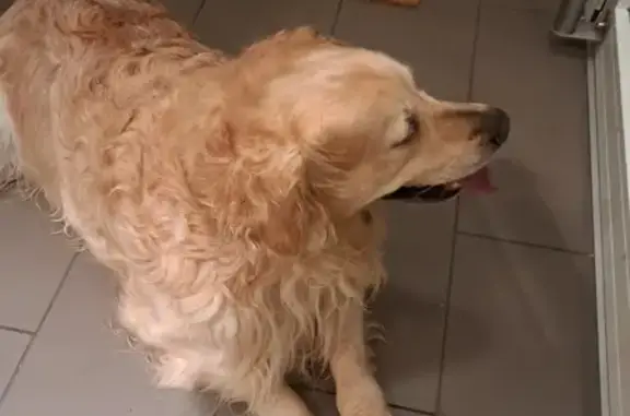 Golden Retriever mâle perdu - photo