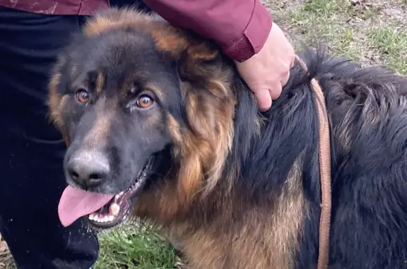 Berger Allemand poil long trouvé - photo
