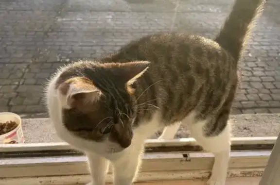 Chat tigré perdu - Cognac - photo