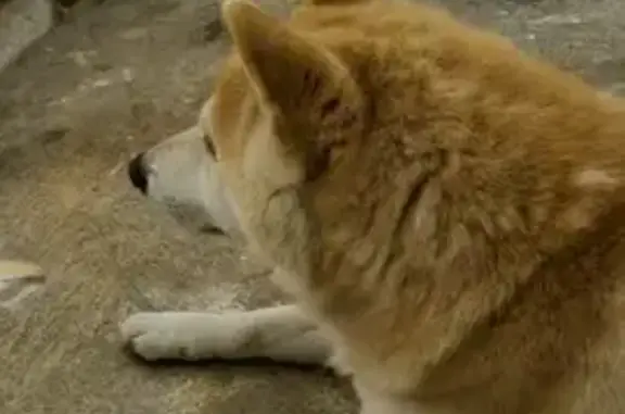Chien Shiba Inu trouvé à Falicon - photo