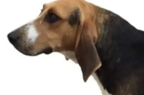 Animaux perdus , photo: Chien anglo perdu, tatoué avec A
