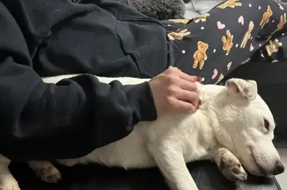 Jack Russell mâle trouvé à Lagny - photo