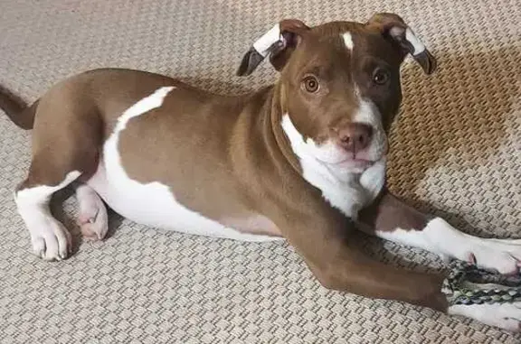 Animaux perdus Yutz, photo: Athena, pitbull perdu à Yutz