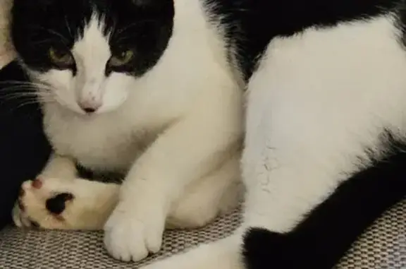 Chaton perdu à Poleymieux - photo