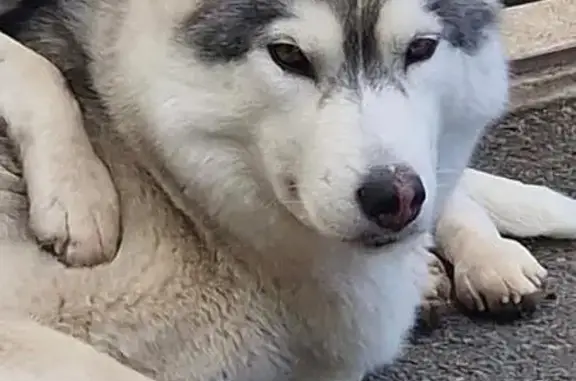 Chien perdu Châteaugay, photo : Chien Perdu: Husky Shenron