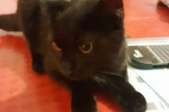 Animaux trouvés Martinvast, photo: Chaton trouvé à Martinvast