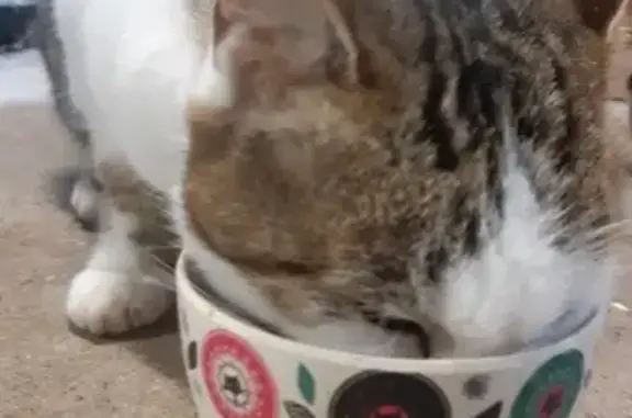 Chat tigré perdu à Sèvremoine - photo