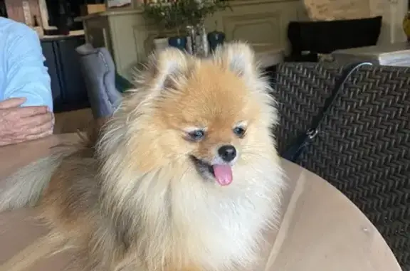 Chien perdu Orgon, photo : TWistye, spitz nain perdu à Orgon
