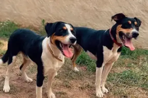 Animaux perdus , photo: Chien perdu à Garnat 17h