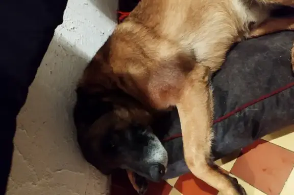 Animaux trouvés , photo: Malinois mâle trouvé, La Chapelle