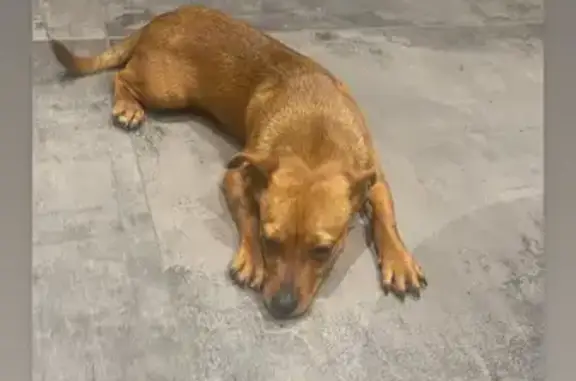Chiot roux trouvé à Razimont - photo