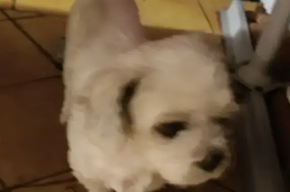 Chien craintif trouvé à Menton - photo