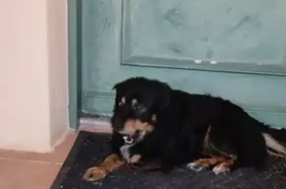 Chien perdu à Trets retrouvé - photo