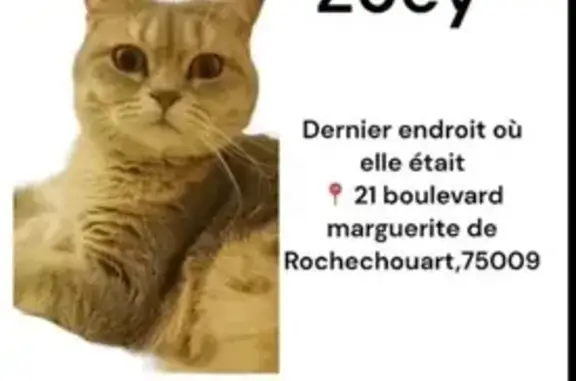Chat perdu, Paris, photo: Chatte beige perdue à Paris