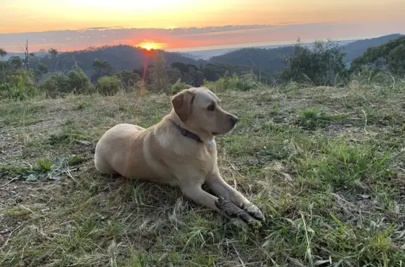 Lost Lab Bonnie in Port Hughes - Help Find Her!