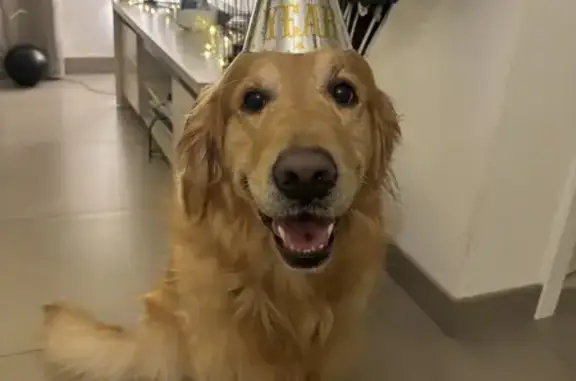Animaux perdus , photo: Alerte: Golden Retriever perdu