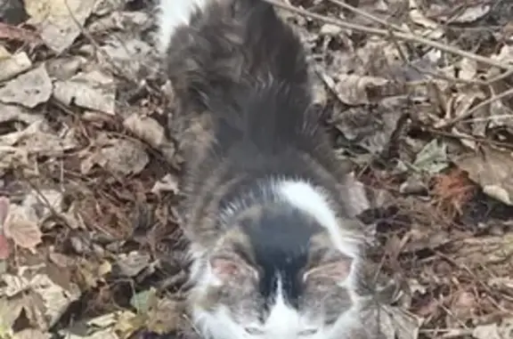 Chat amaigri trouvé à Longueau - photo