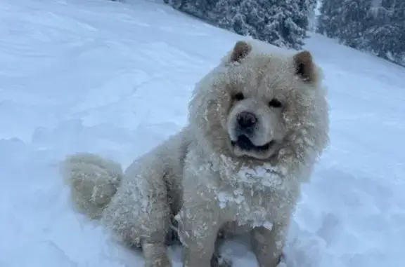Chien perdu Châtel, photo : Alerte chien perdu: Chow-Chow beige