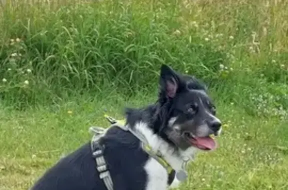 Chien perdu , photo : Chien Border collie perdu à L'Huisserie