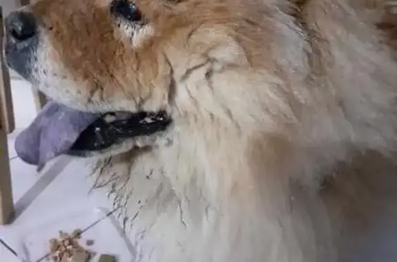 Chien roux trouvé à Lannoy - photo