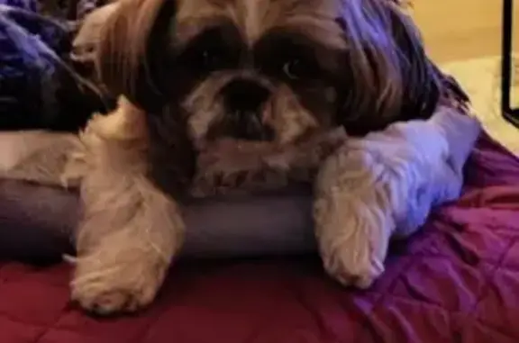 Chien perdu , photo : Shihtzu marron perdu à Ganac