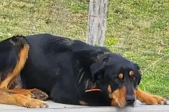 Chien perdu , photo : Alerte: Trio de chiens fugueurs
