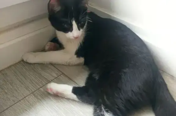 Chaton noir et blanc trouvé - photo