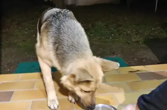 Chien trouvé , photo: Chien Berger Allemand Perdu