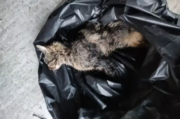 Chat trouvé Soufflenheim, photo: Chat trouvé mort à Soufflenheim