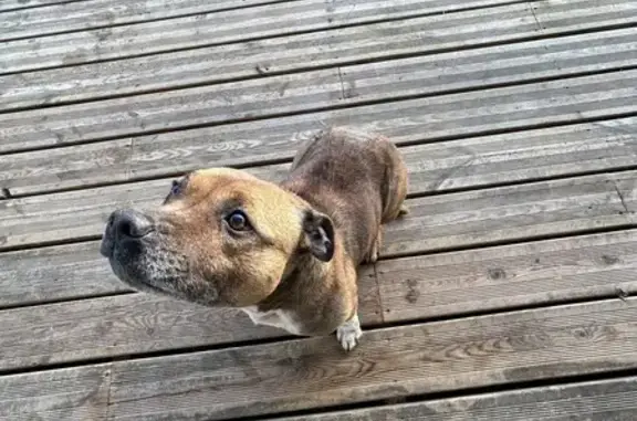 Chien Amstaff marron trouvé à Labatut - photo