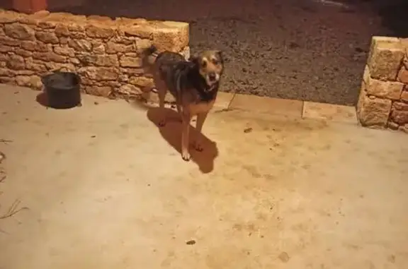 Chien croisé trouvé à Goujounac - photo