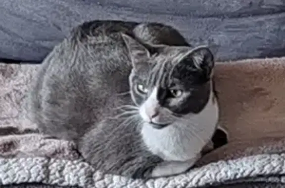 Chat perdu, , photo: Chatte Stella perdue à La Rouvière