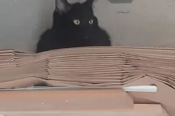 Chat sociable trouvé à Sevran - photo