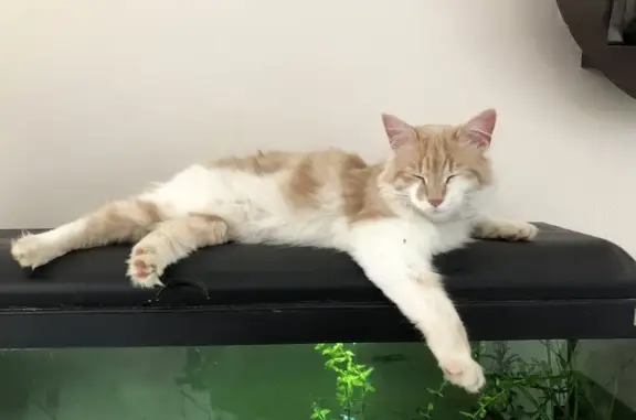 Animaux perdus , photo: Chat caramel perdu à Condé