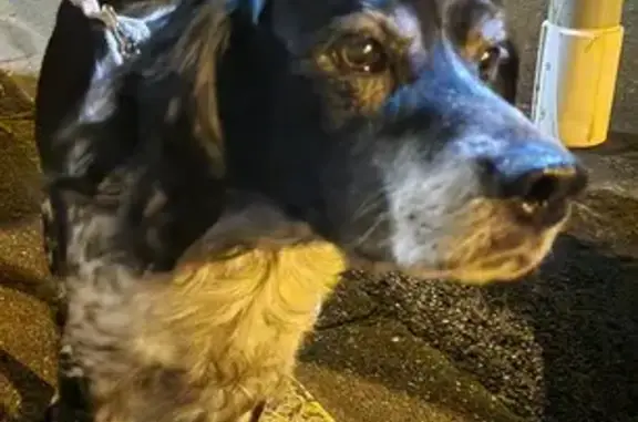 Chien trouvé Luisant, photo: Épagneul perdu, affamé et effrayé