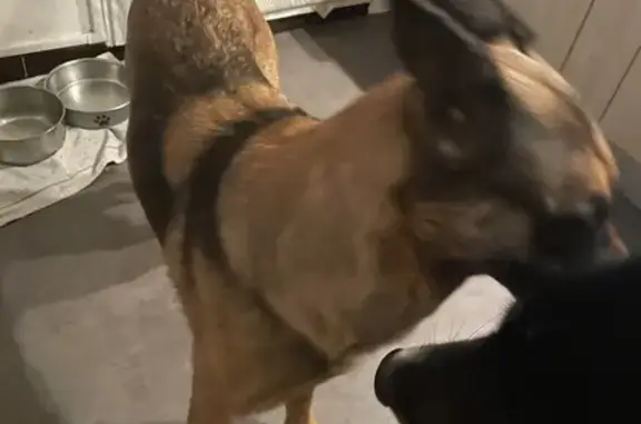 Berger Malinois Marron Retrouvé - photo