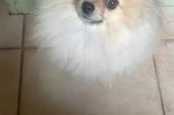 Animaux perdus Saint-Gilles, photo: Spitz Nain Beige Perdu - Saint-Gilles